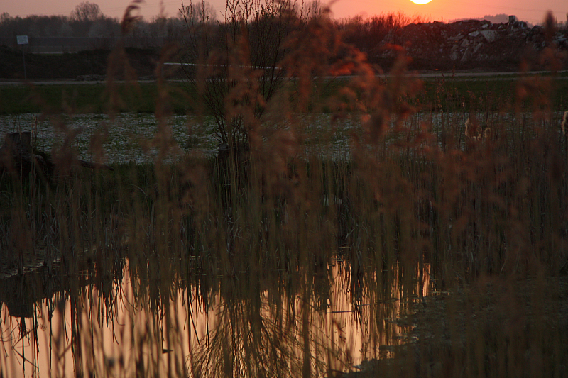 25.04.2013 20:09:24
Kuhschellen - Garchinger Umland - Garchinger.de