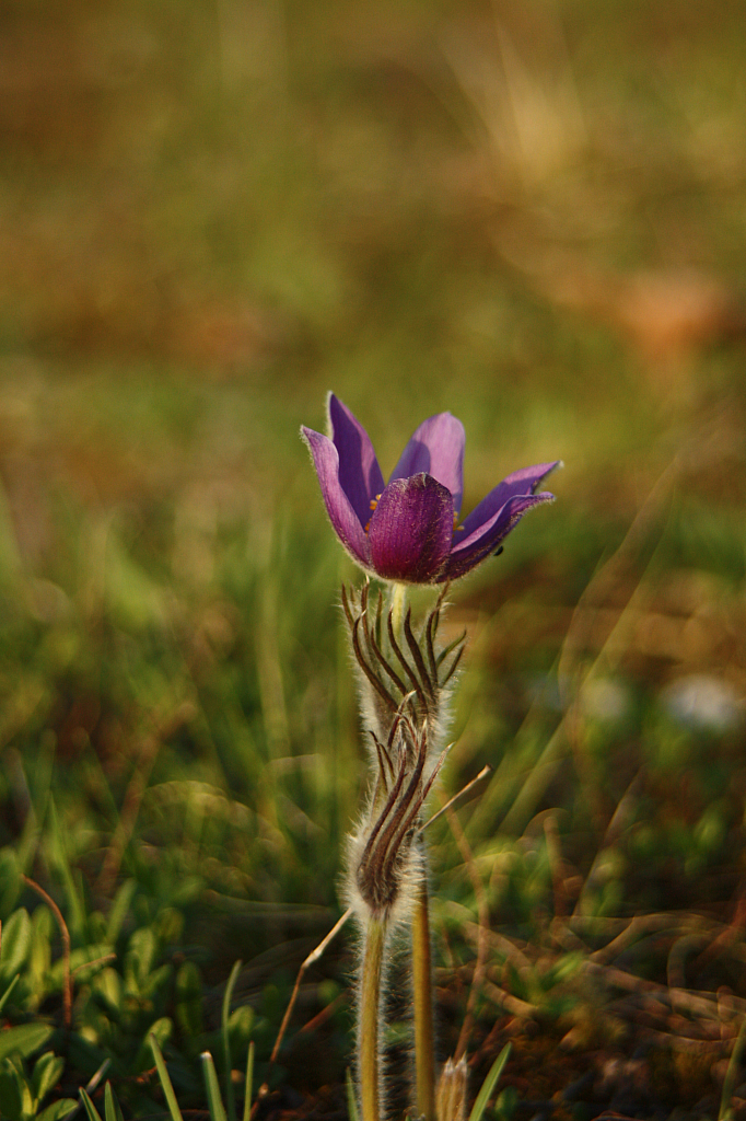 25.04.2013 18:57:09
Kuhschellen - Garchinger Umland - Garchinger.de