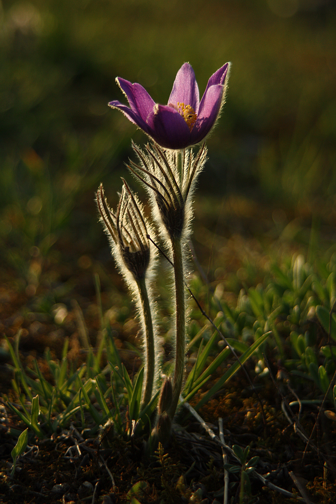 25.04.2013 18:57:53
Kuhschellen - Garchinger Umland - Garchinger.de