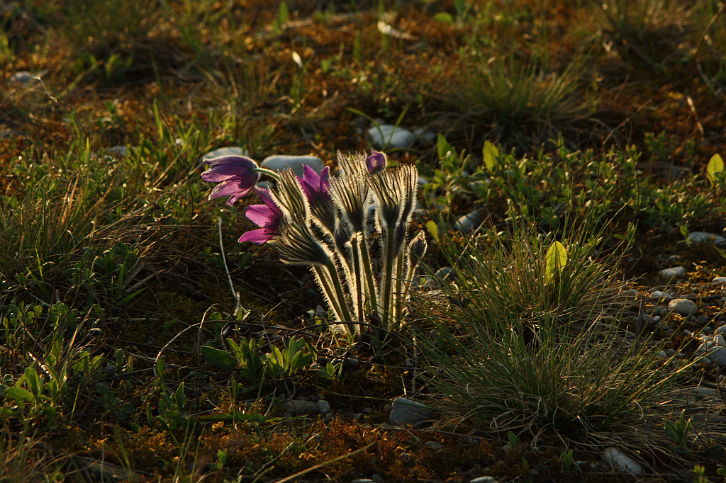 25.04.2013 19:06:02
Kuhschellen - Garchinger Umland - Garchinger.de