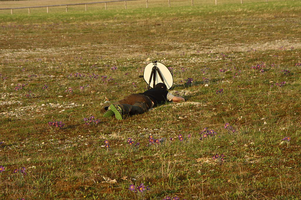 25.04.2013 19:07:47
Kuhschellen - Garchinger Umland - Garchinger.de