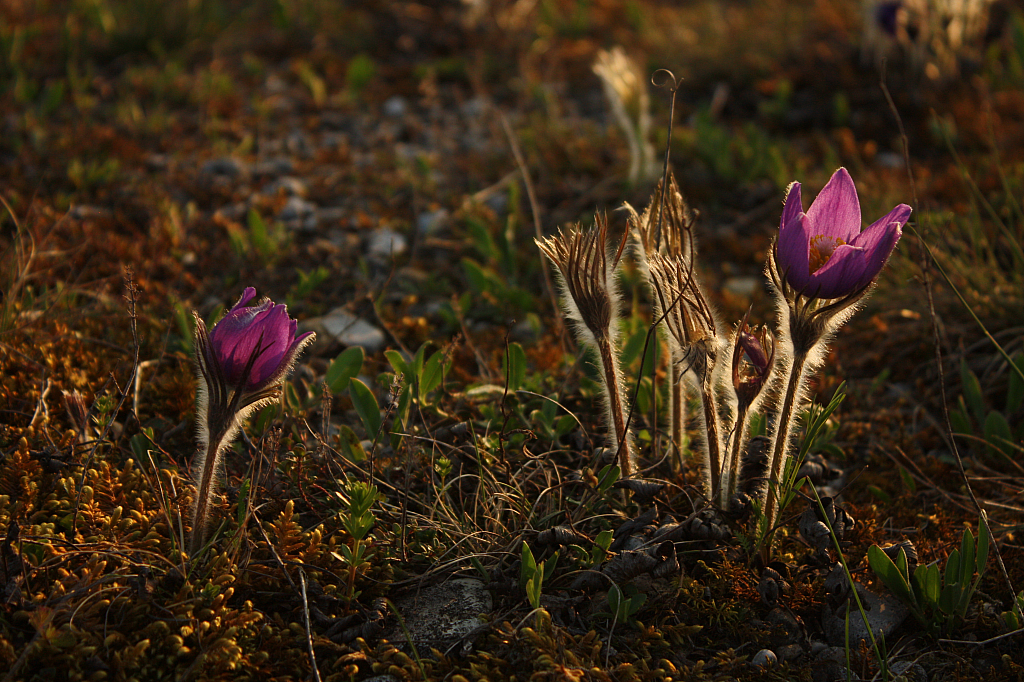 25.04.2013 19:18:02
Kuhschellen - Garchinger Umland - Garchinger.de