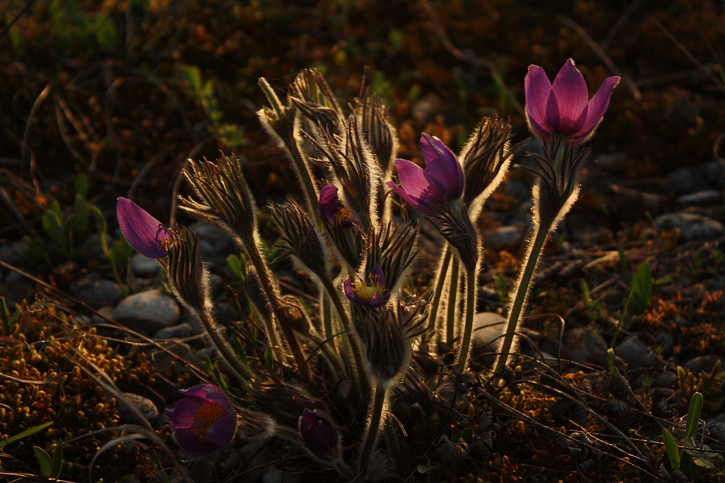 25.04.2013 19:18:36
Kuhschellen - Garchinger Umland - Garchinger.de