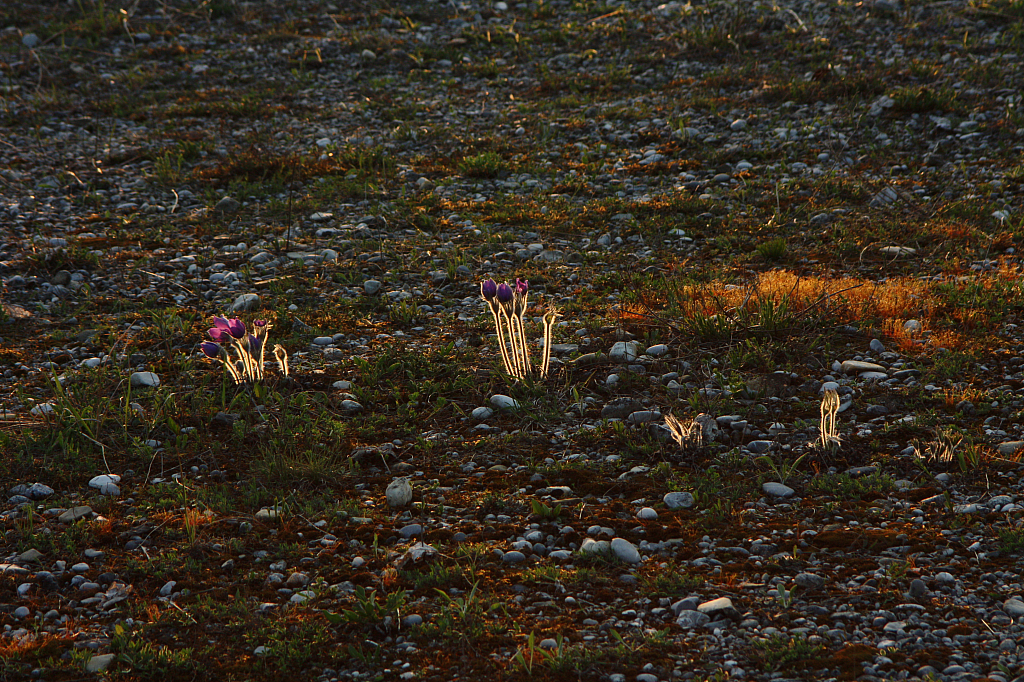 25.04.2013 19:36:53
Kuhschellen - Garchinger Umland - Garchinger.de