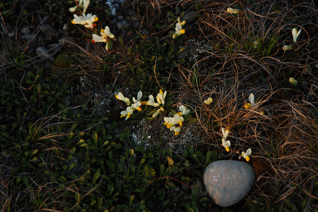 25.04.2013 19:45:49
Kuhschellen - Garchinger Umland - Garchinger.de