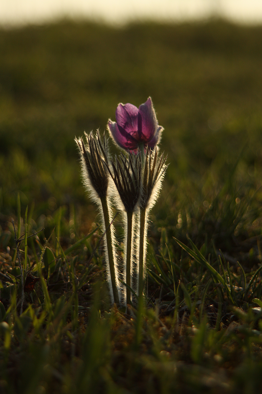 25.04.2013 18:58:44
Kuhschellen - Garchinger Umland - Garchinger.de