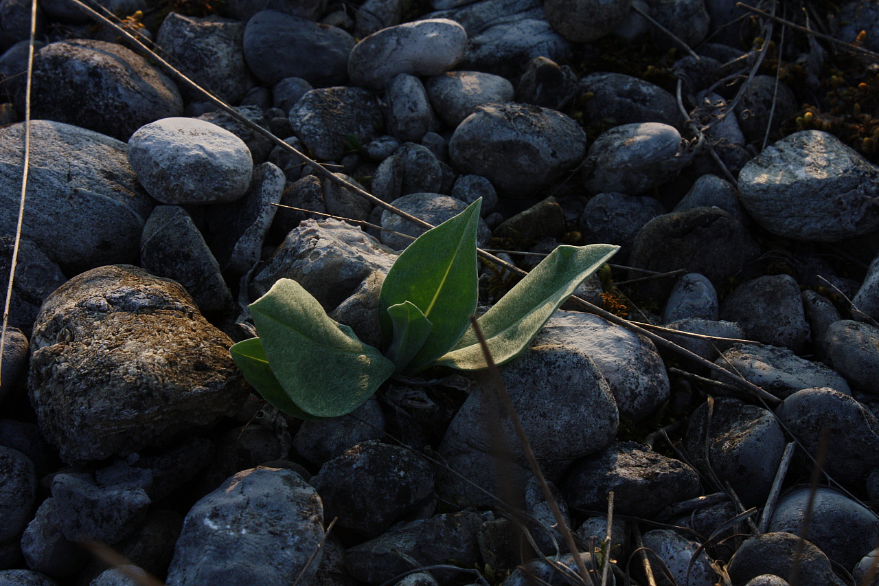 25.04.2013 19:20:46
Kuhschellen - Garchinger Umland - Garchinger.de