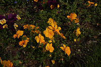 01.05.2013 17:07:19
Oberschleißheim
Garchinger Umland
Garchinger.de