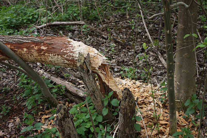 01.05.2013 19:21:36
Oberschleißheim - Garchinger Umland - Garchinger.de