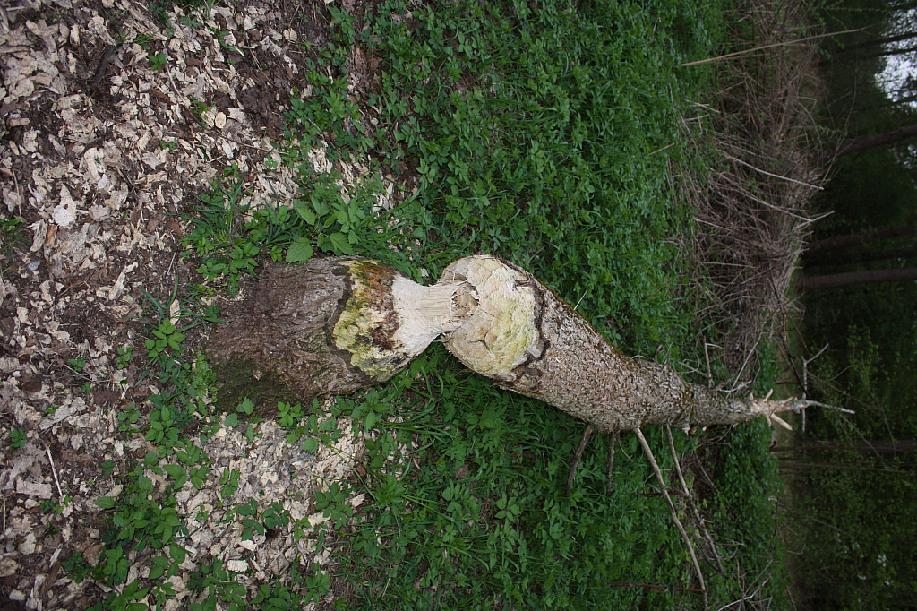 01.05.2013 19:24:21
Oberschleißheim - Garchinger Umland - Garchinger.de