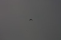 10.09.2014 15:51:33
Der Habichtweg bei Eicherloh
Garchinger Umland
Garchinger.de