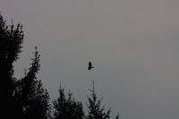 10.09.2014 15:51:46
Der Habichtweg bei Eicherloh
Garchinger Umland
Garchinger.de