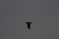 10.09.2014 15:55:57
Der Habichtweg bei Eicherloh
Garchinger Umland
Garchinger.de