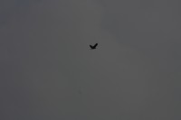 10.09.2014 15:56:51
Der Habichtweg bei Eicherloh
Garchinger Umland
Garchinger.de