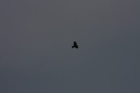 10.09.2014 15:57:25
Der Habichtweg bei Eicherloh
Garchinger Umland
Garchinger.de