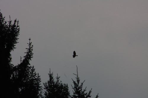 10.09.2014 15:51:46
Der Habichtweg bei Eicherloh - Garchinger Umland - Garchinger.de