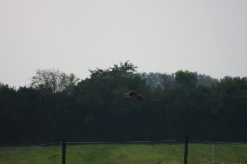 10.09.2014 15:55:06
Der Habichtweg bei Eicherloh - Garchinger Umland - Garchinger.de
