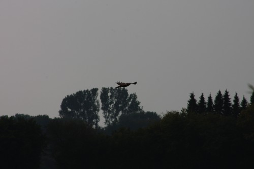 10.09.2014 15:55:07
Der Habichtweg bei Eicherloh - Garchinger Umland - Garchinger.de