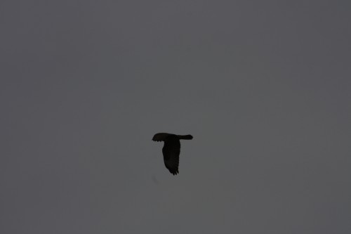 10.09.2014 15:55:57
Der Habichtweg bei Eicherloh - Garchinger Umland - Garchinger.de