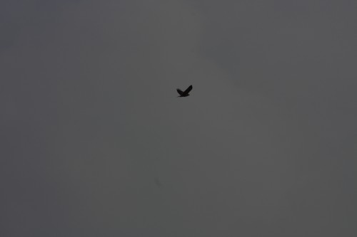 10.09.2014 15:56:51
Der Habichtweg bei Eicherloh - Garchinger Umland - Garchinger.de