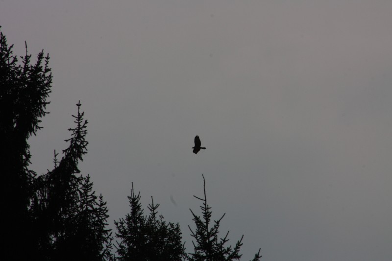 10.09.2014 15:51:46
Der Habichtweg bei Eicherloh - Garchinger Umland - Garchinger.de