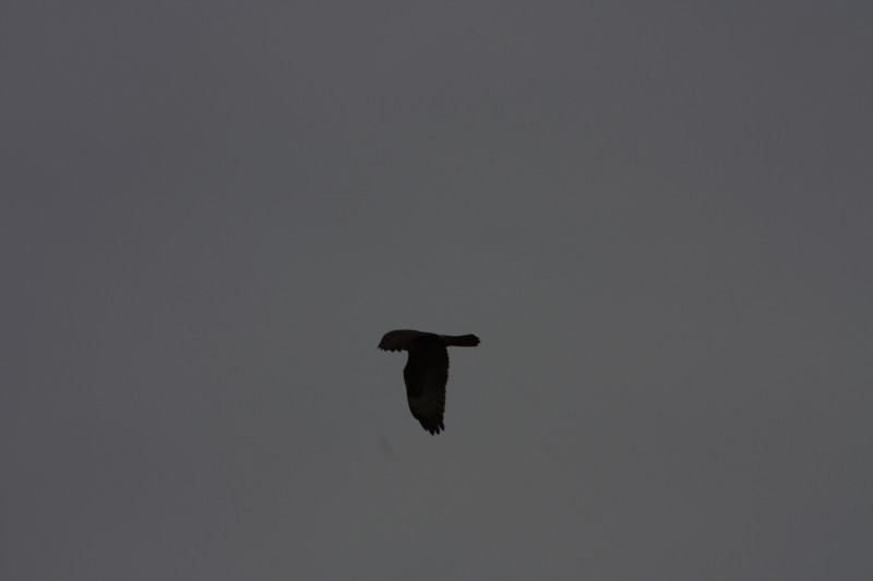 10.09.2014 15:55:57
Der Habichtweg bei Eicherloh - Garchinger Umland - Garchinger.de