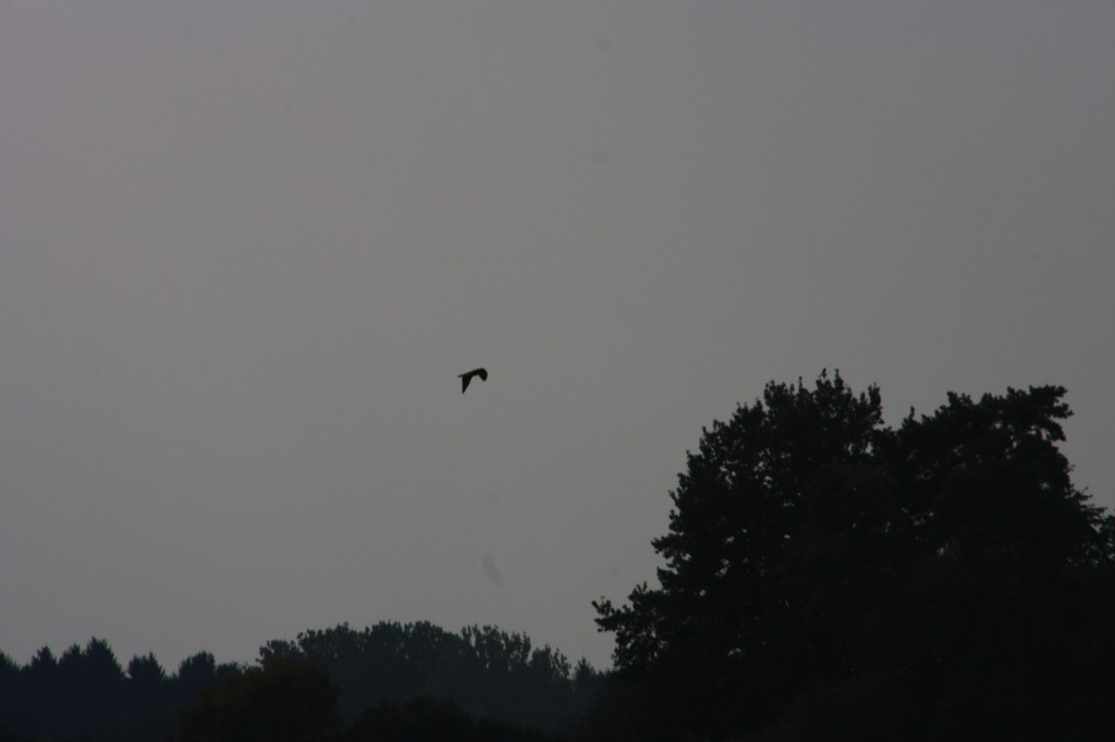 10.09.2014 15:51:25
Der Habichtweg bei Eicherloh - Garchinger Umland - Garchinger.de