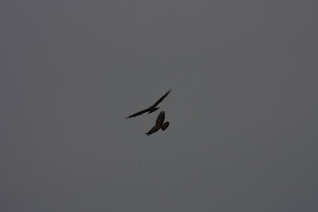 10.09.2014 15:55:42
Der Habichtweg bei Eicherloh - Garchinger Umland - Garchinger.de