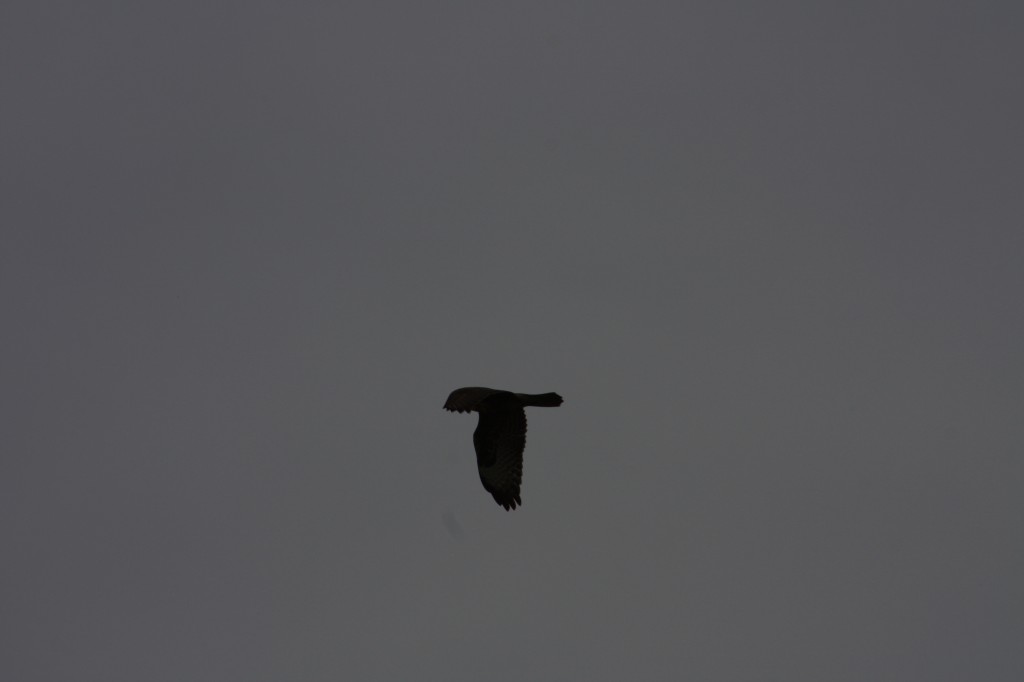 10.09.2014 15:55:57
Der Habichtweg bei Eicherloh - Garchinger Umland - Garchinger.de