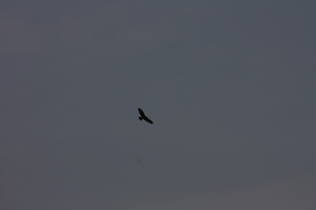 10.09.2014 15:57:13
Der Habichtweg bei Eicherloh - Garchinger Umland - Garchinger.de