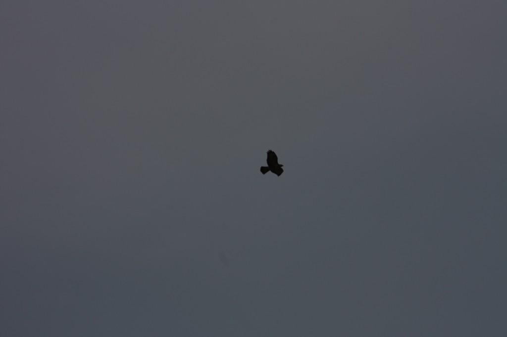 10.09.2014 15:57:25
Der Habichtweg bei Eicherloh - Garchinger Umland - Garchinger.de