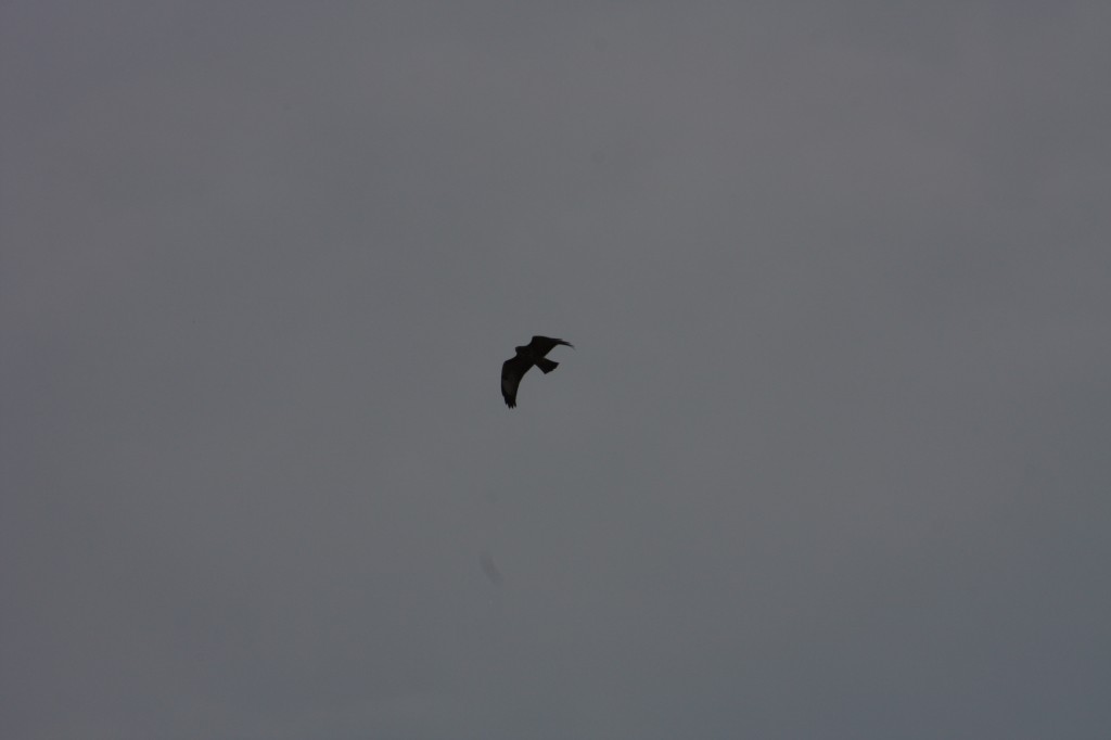 10.09.2014 15:59:38
Der Habichtweg bei Eicherloh - Garchinger Umland - Garchinger.de