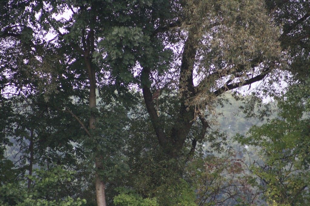 10.09.2014 16:25:25
Der Habichtweg bei Eicherloh - Garchinger Umland - Garchinger.de