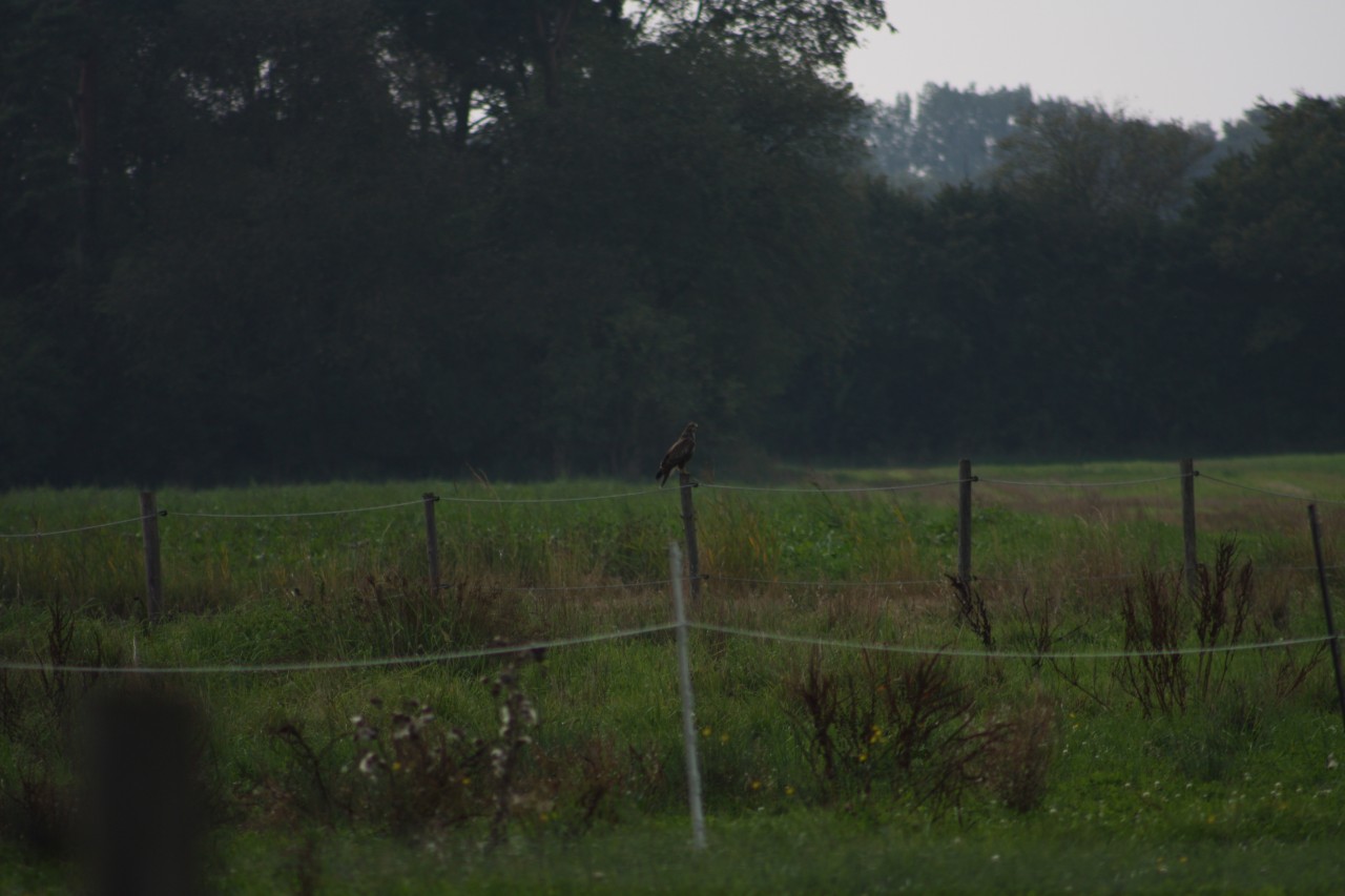 10.09.2014 15:54:00
Der Habichtweg bei Eicherloh - Garchinger Umland - Garchinger.de