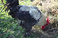 25.09.2016 16:21:02
Tipiplatz/Schrottkirche
Langwied
Garchinger Umland
Garchinger.de