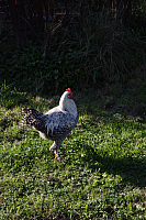 25.09.2016 16:22:41
Tipiplatz/Schrottkirche
Langwied
Garchinger Umland
Garchinger.de