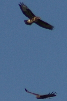 Vögel
Langwied
Garchinger Umland
Garchinger.de
