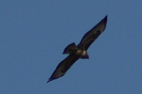 Vögel
Langwied
Garchinger Umland
Garchinger.de